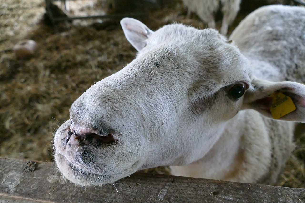 2024年澳門歷史記錄：本期推薦牛、狗、羊、猴