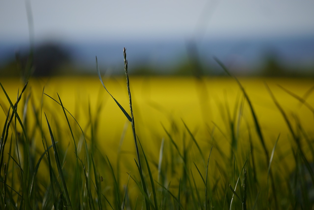 湖北稻谷價格最新行情及分析概述