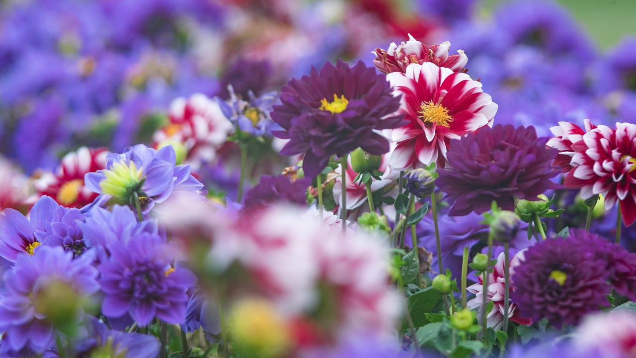 最新石門紅葉,自然美景的絢爛綻放