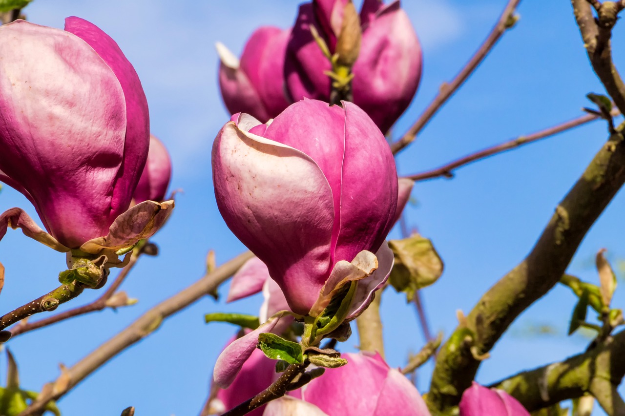 煤炭價格動態(tài),市場走勢、影響因素與應(yīng)對策略最新解析