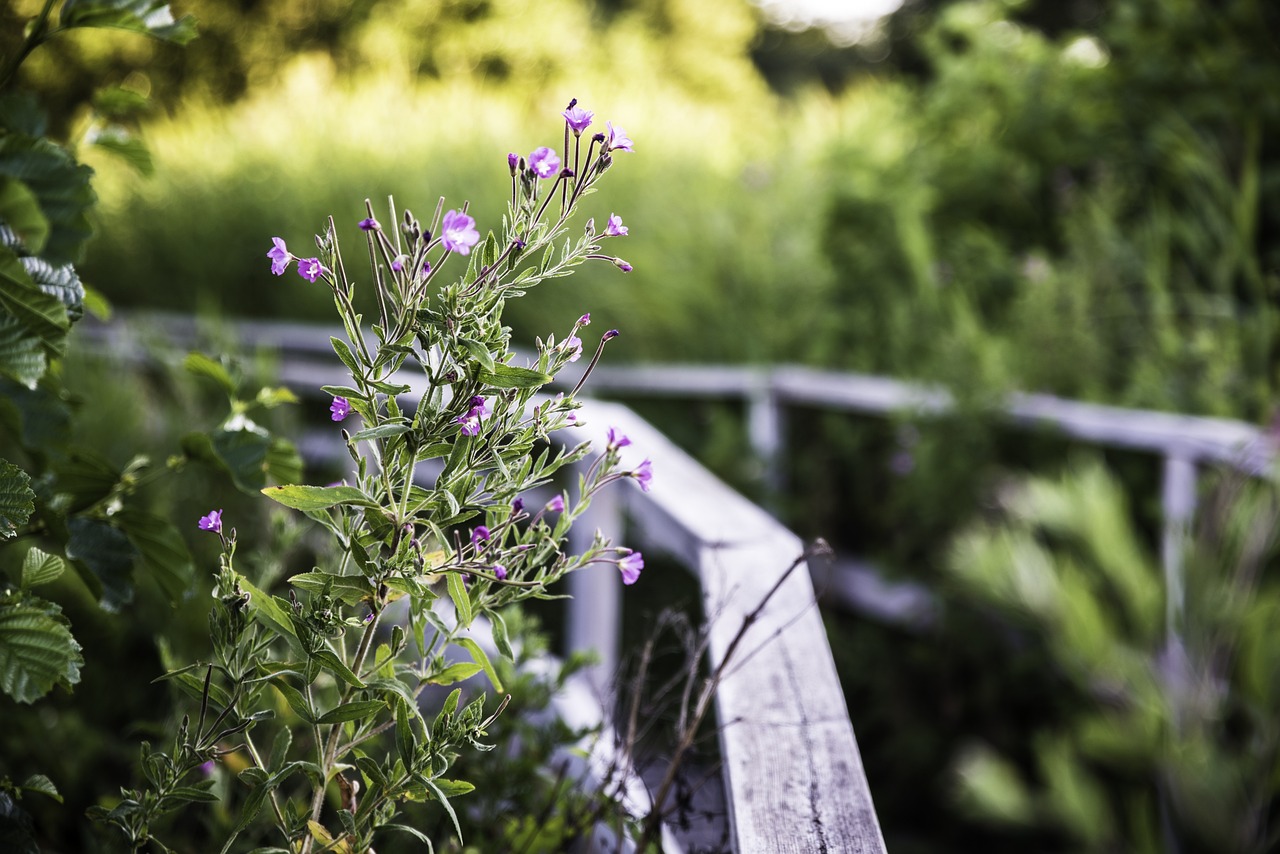 生命的堅韌與希望的綻放——小草新篇章的探尋與頌揚