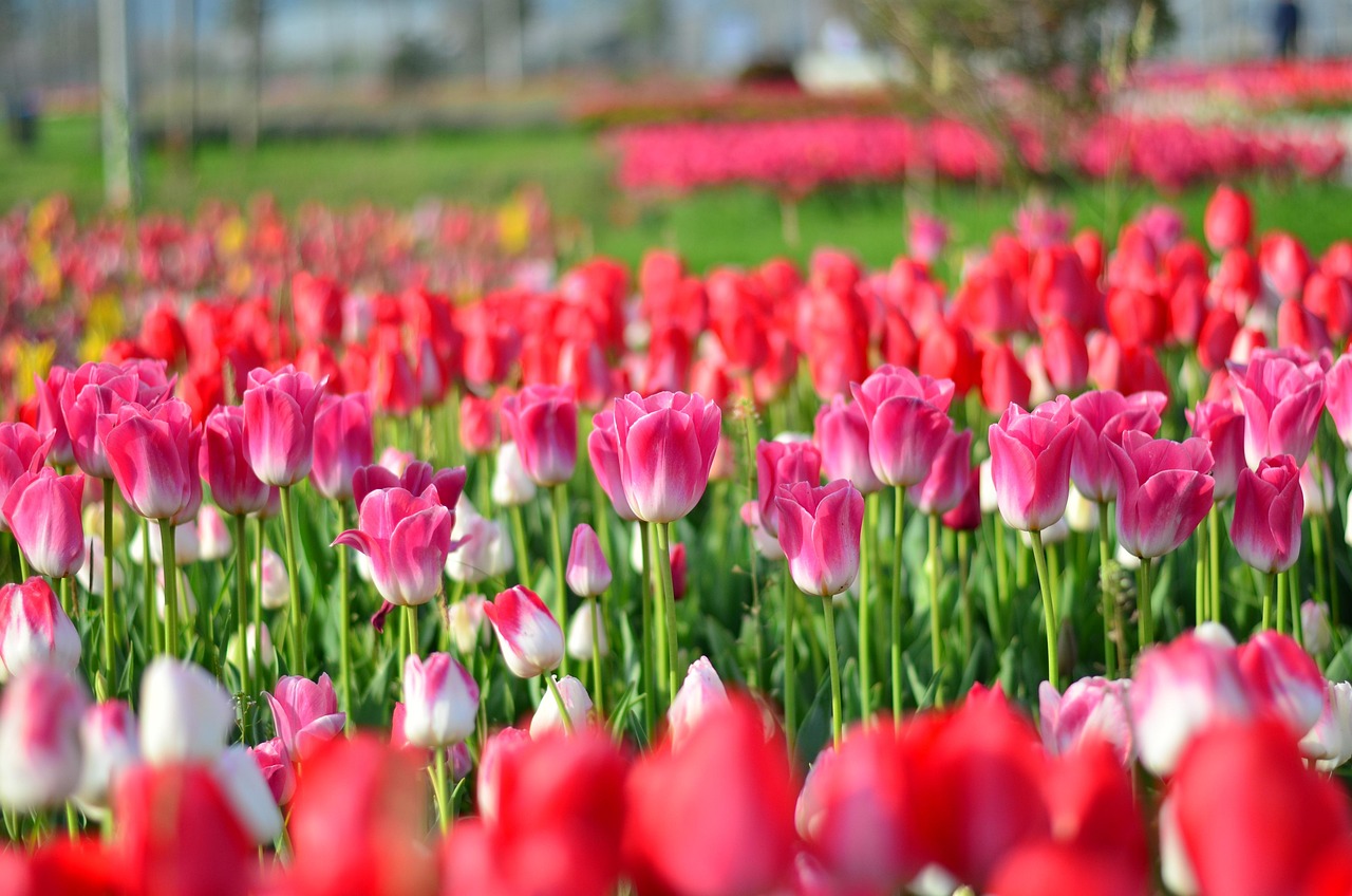 愛瑩瑩最新動態(tài)閃耀星途,溫暖人心之旅