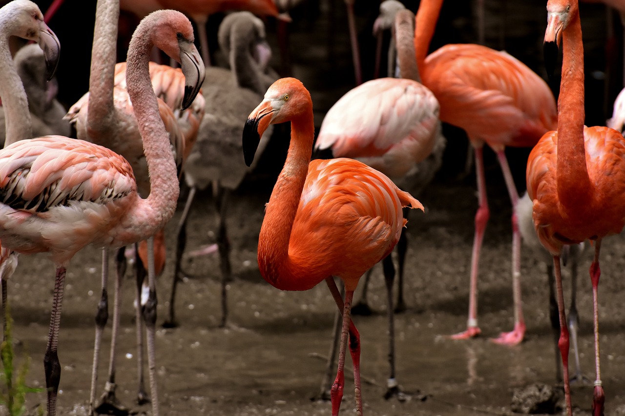 美股最新行情動態(tài)及市場走勢分析與展望