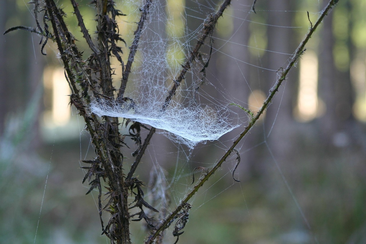蘭原高速進(jìn)展順利，助力區(qū)域經(jīng)濟(jì)發(fā)展，最新動(dòng)態(tài)速遞