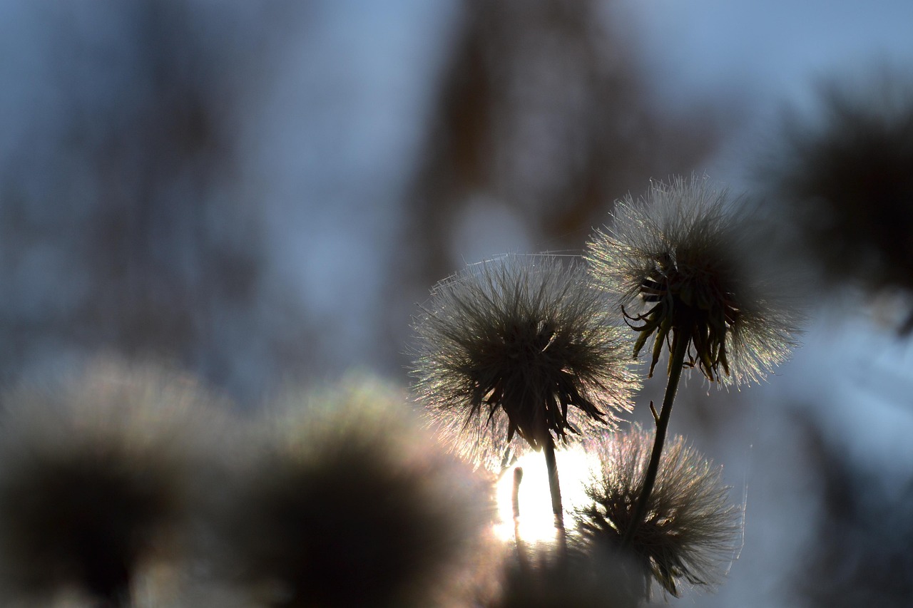 最新早晨問候圖片，開啟美好一天的第一道陽光祝福