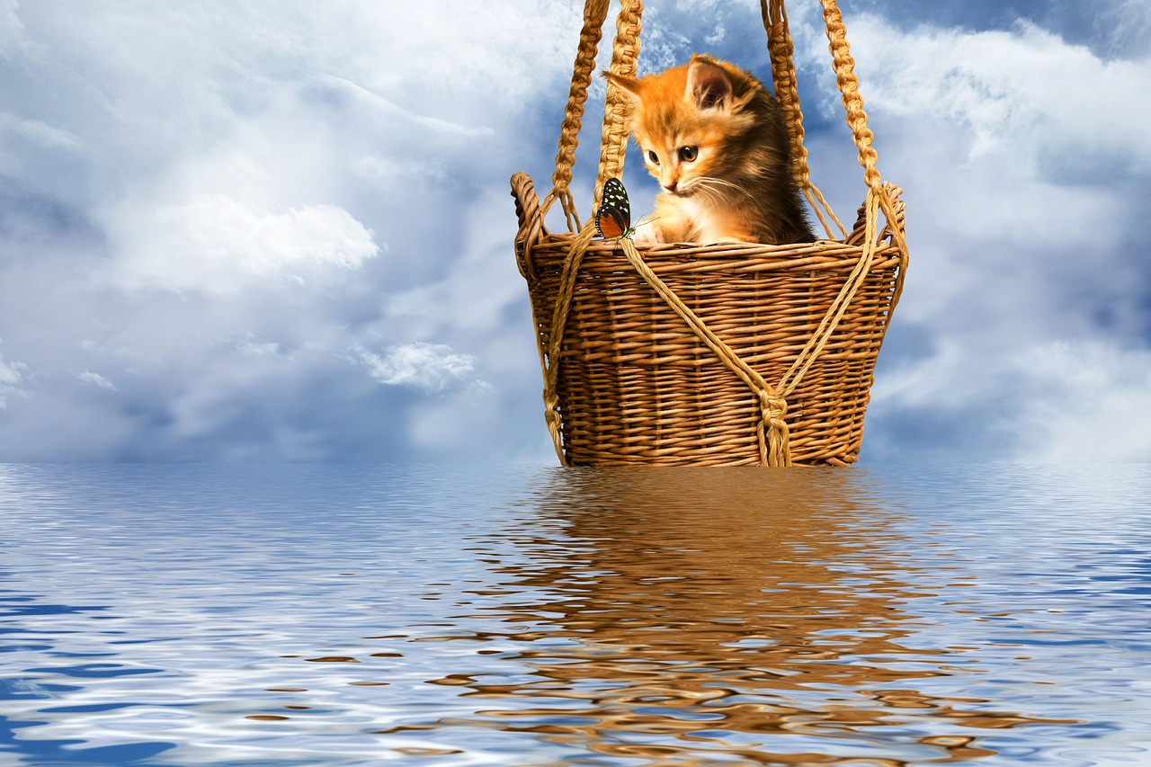 學(xué)貓叫新曲發(fā)布，音樂與貓咪的夢(mèng)幻聯(lián)動(dòng)