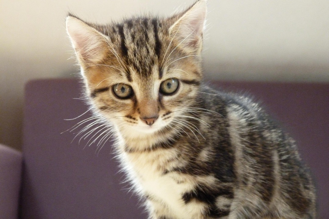 探索貓咪文化全新魅力，最新貓版揭秘貓咪的獨特魅力