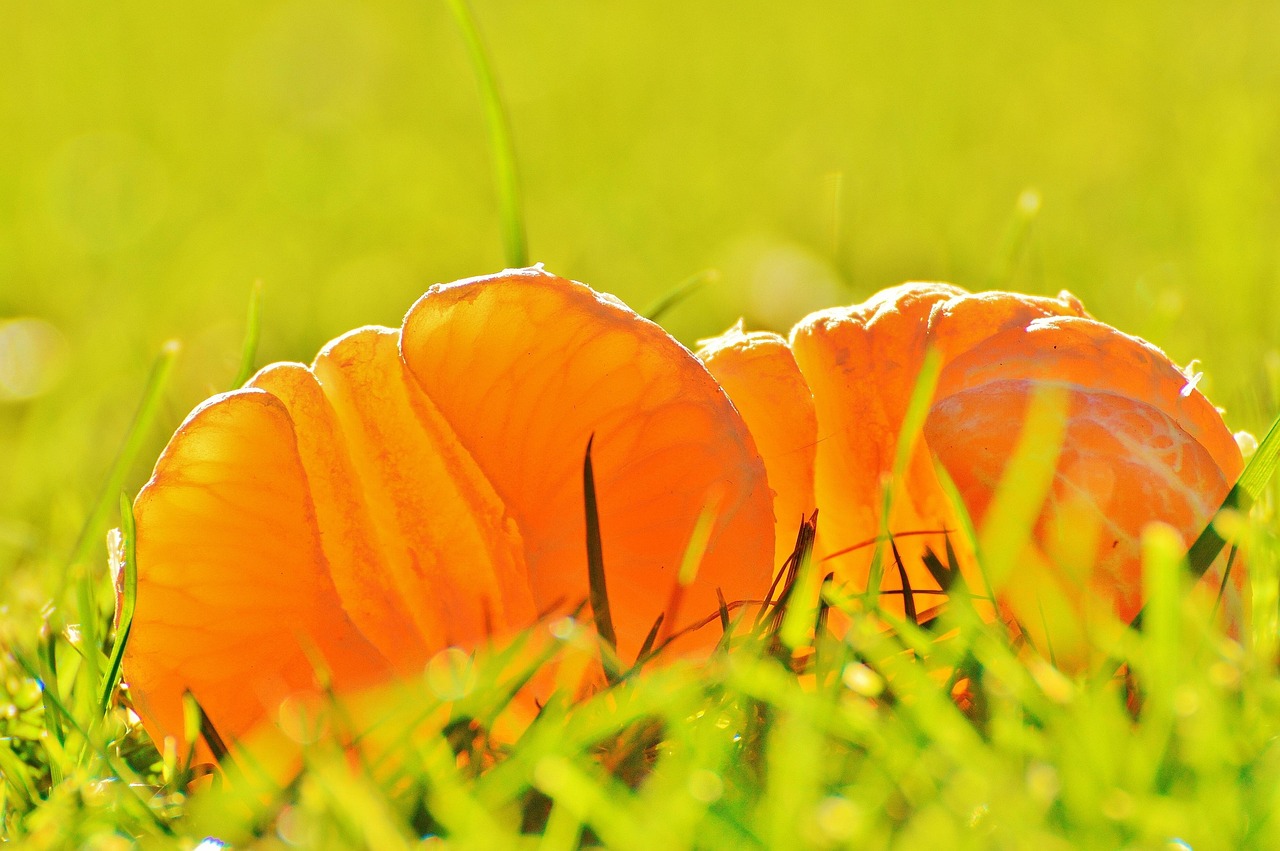 糖語資訊，探索甜蜜世界的最新動態(tài)與深度洞察報(bào)道