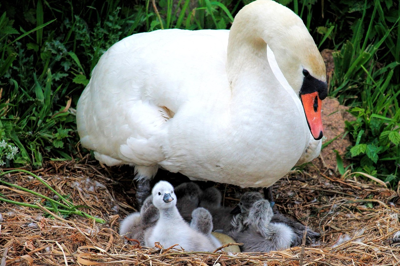 丑小鴨動漫，從丑小鴨到天鵝的蛻變之旅