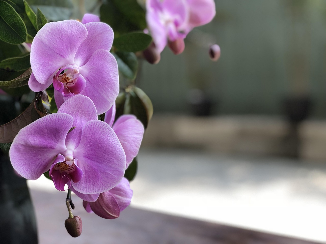 明星花瓣,榮光背后的故事與綻放之路