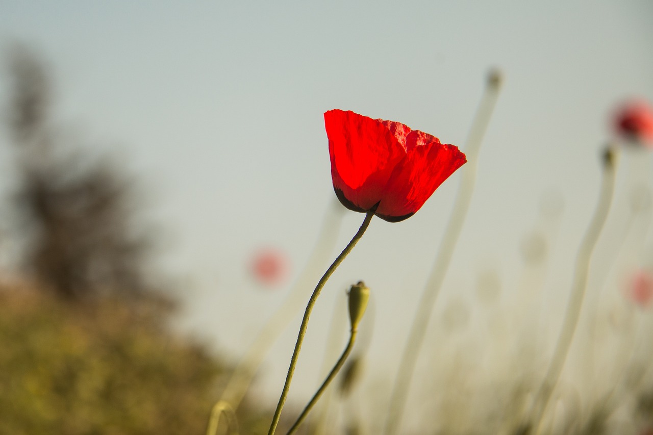 甘肅肺炎最新動態(tài)，挑戰(zhàn)與應(yīng)對策略