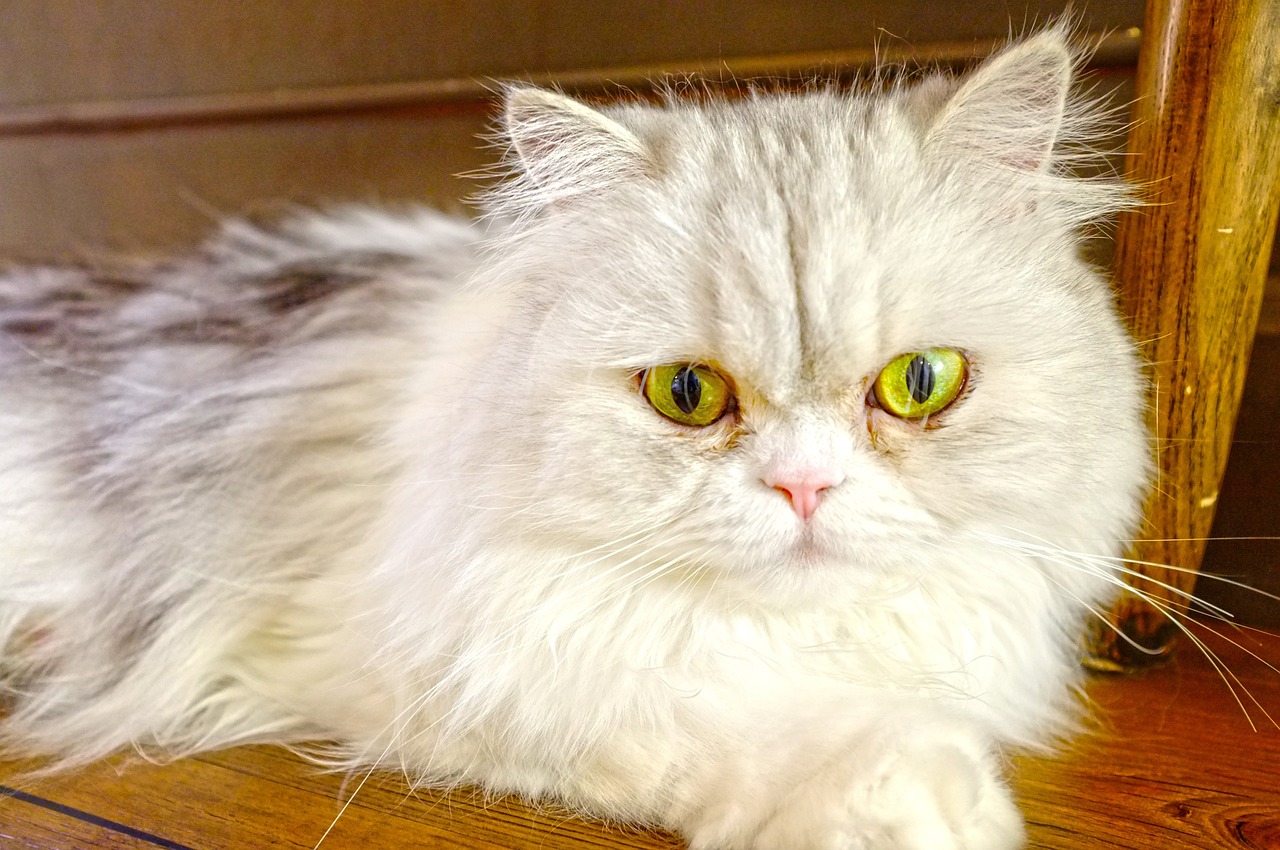 明星割雙眼皮現(xiàn)象，審美趨勢下的熱議話題