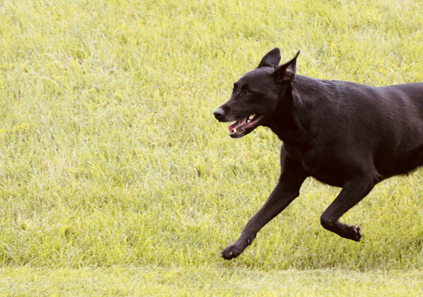 動(dòng)物跑步大賽，速度與力量的精彩對(duì)決