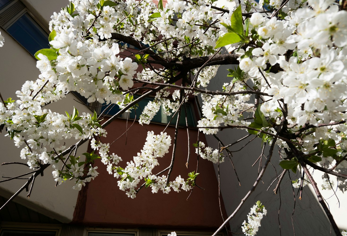 探索二次元世界的魅力之旅，櫻花動漫3