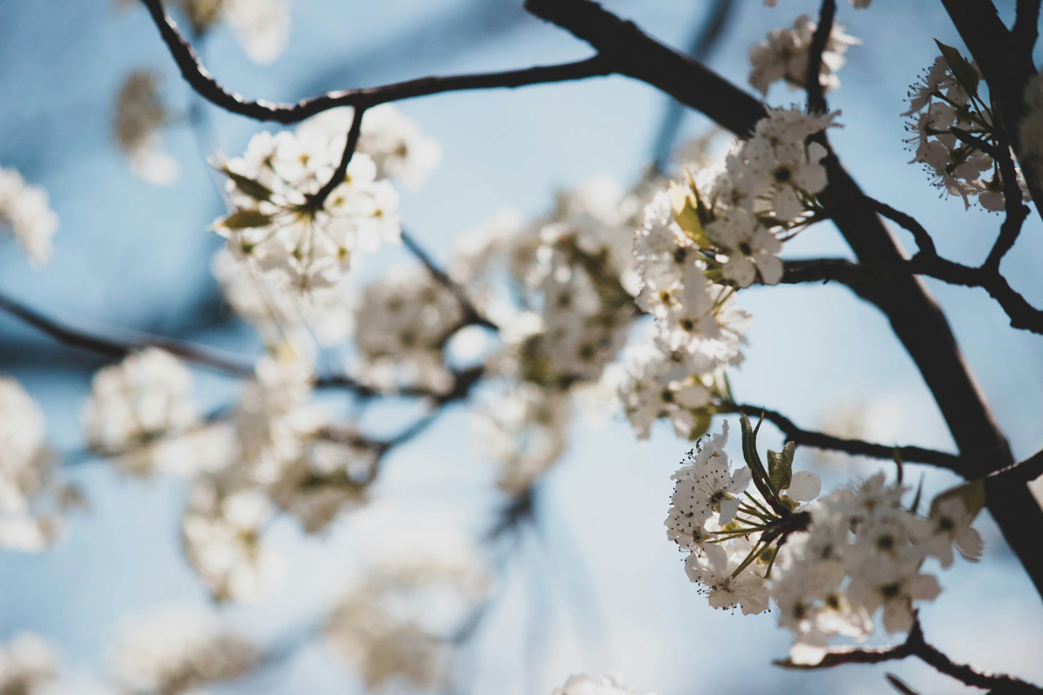 探索二次元世界的魅力之旅,櫻花動(dòng)漫3