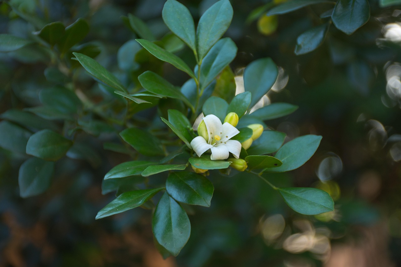 疫情最新動態(tài)及應(yīng)對策略,最新信息與行動指南