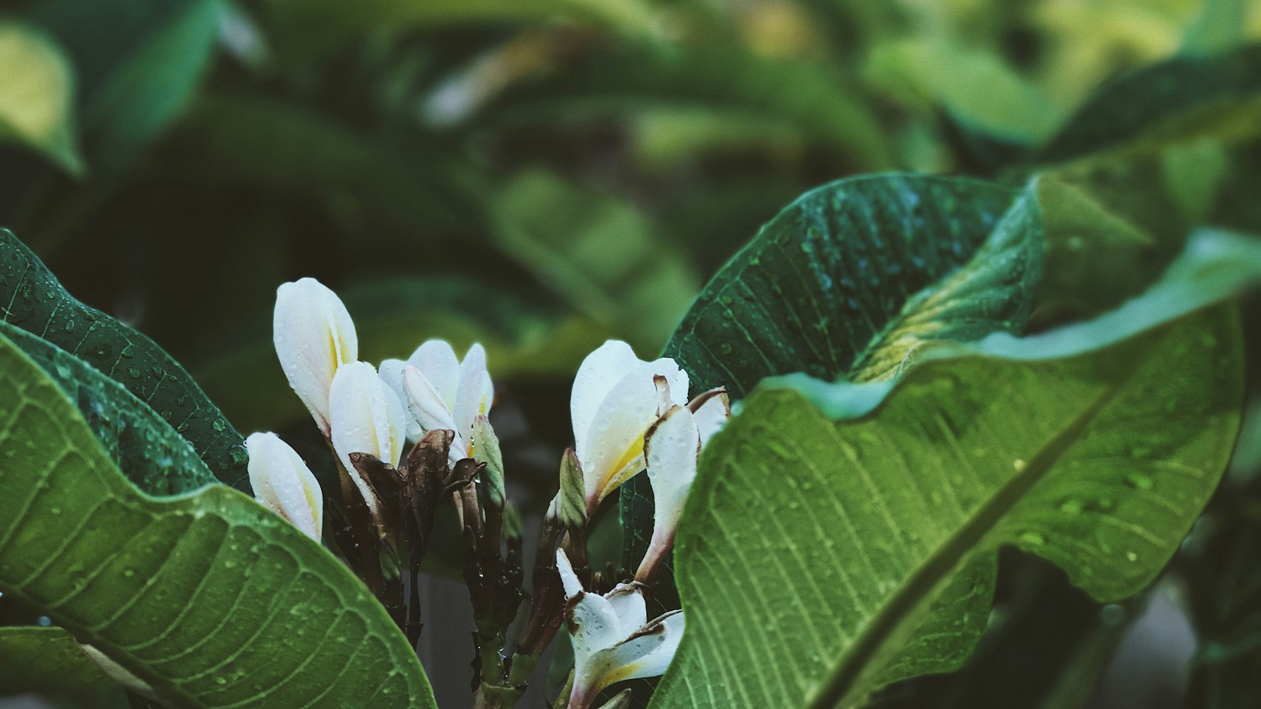 澳洲鐵礦引領(lǐng)全球礦業(yè)市場的新篇章，最新動態(tài)與深度分析